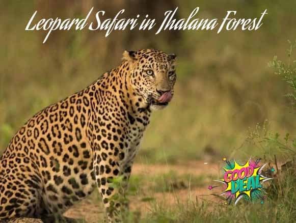 Dune Bashing, Leopard Safari anf Evening under the Stars